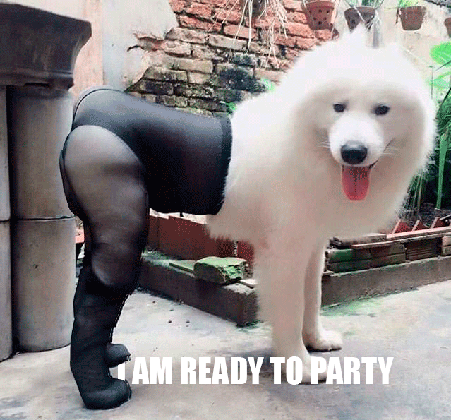 READY-TO-PARTY.gif