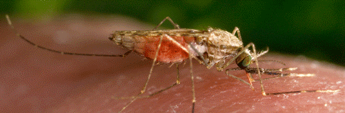 Anopheles_gambiae01.gif