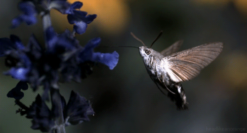 hummingbird moth_live_Innerhacking_Com.gif