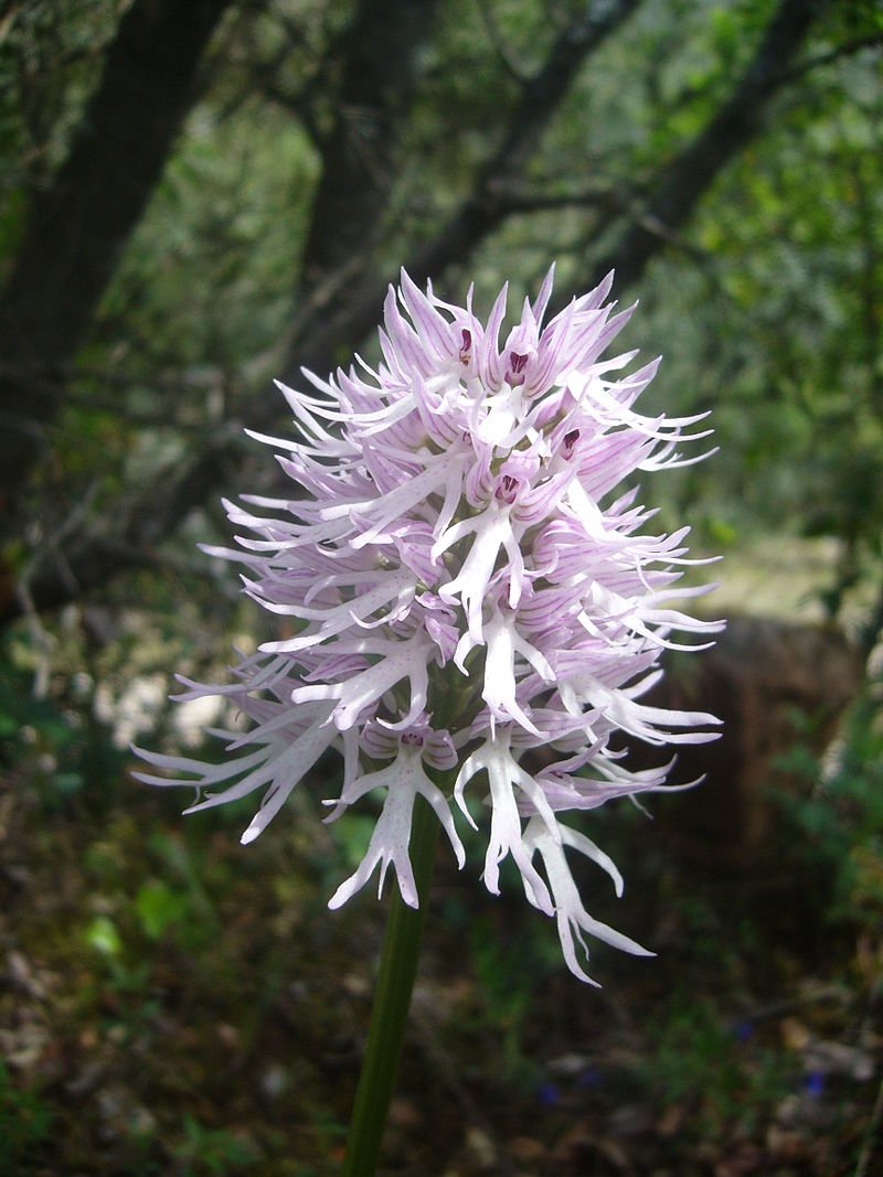 Naked man orchid - Orchis italica. Some times nature is just as funny as it  is interesting. :) | PeakD