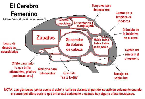 cerebro-femenino.gif