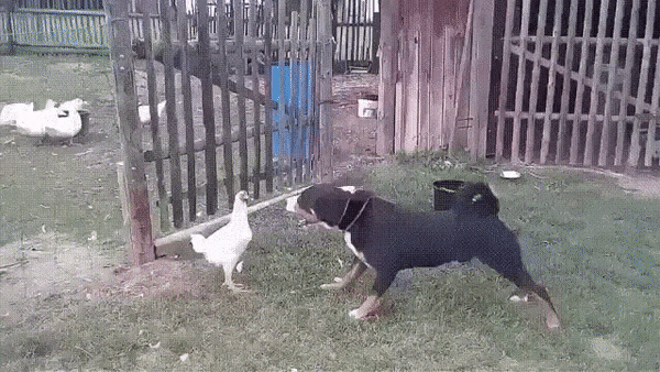 bravechickenchallenge1.gif