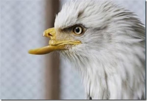 La Historia de la Renovación del Aguila. | PeakD