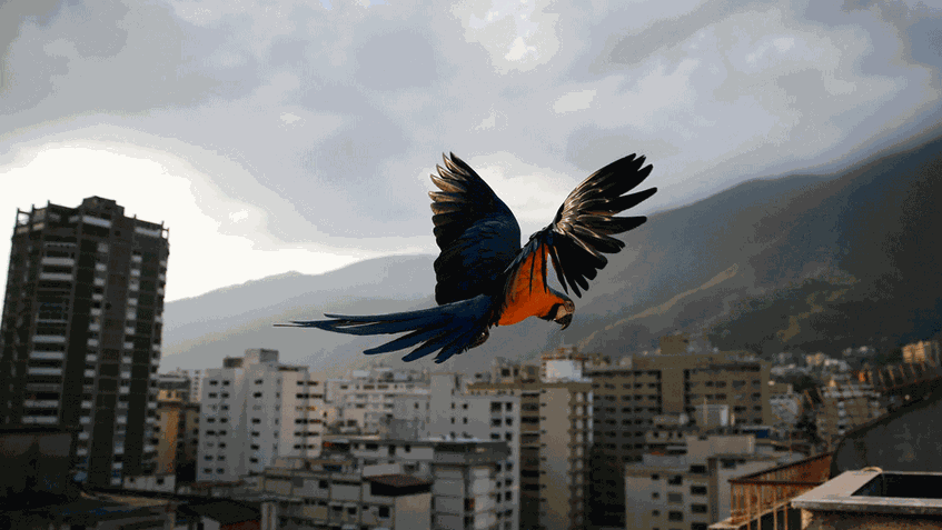 guacamaya.gif