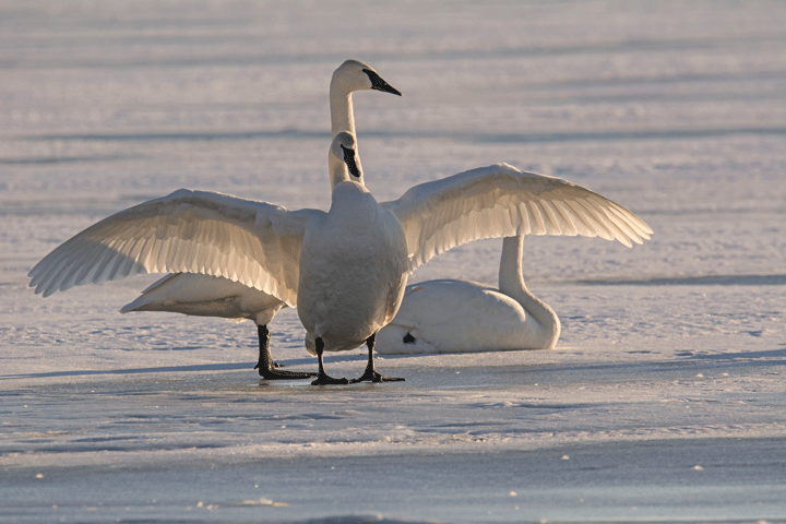 trumpeter-swans-hudson-wisconsin-15-1-_2932.gif