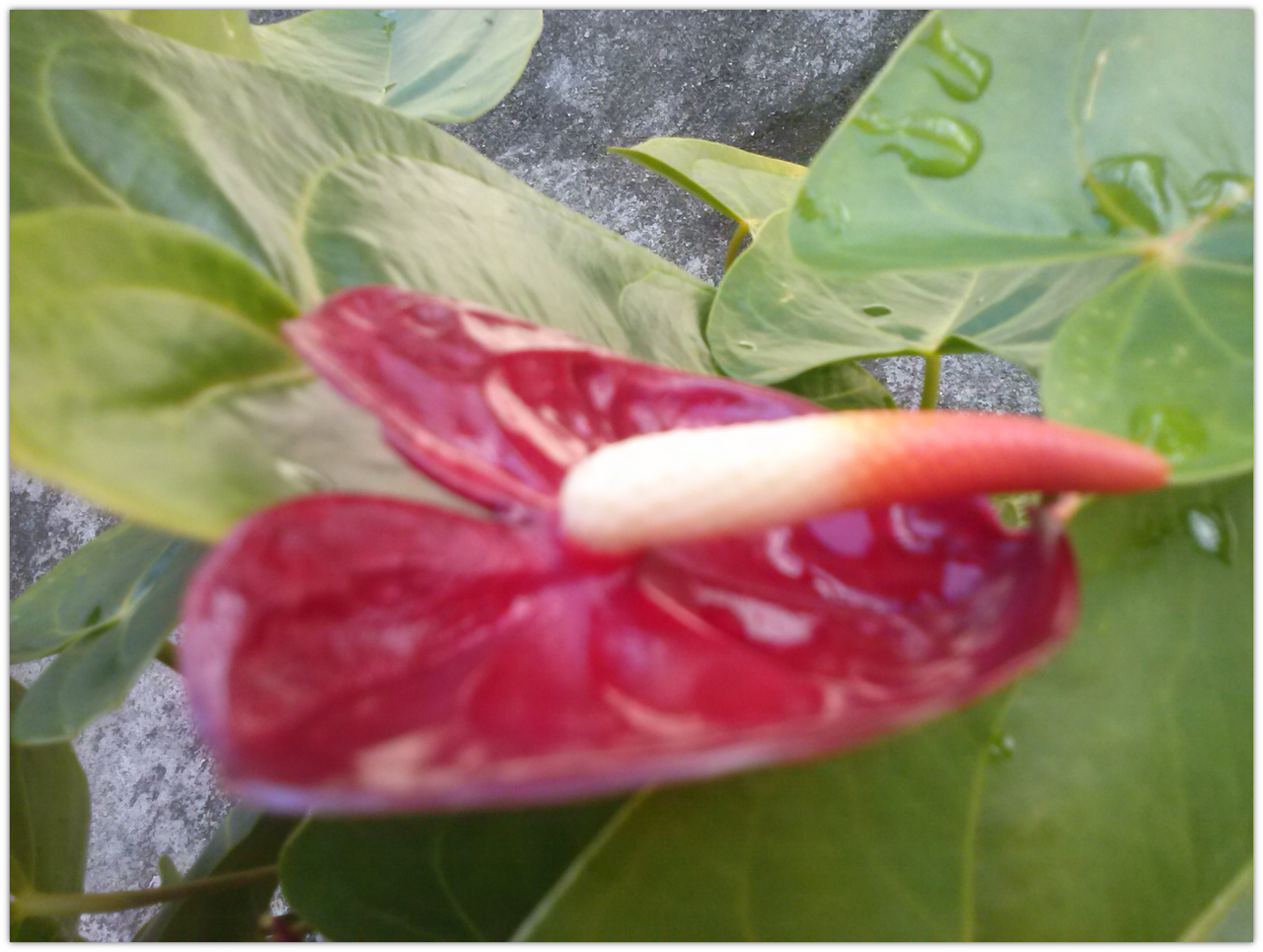 アンスリウム 熱帯雨林の花 Peakd