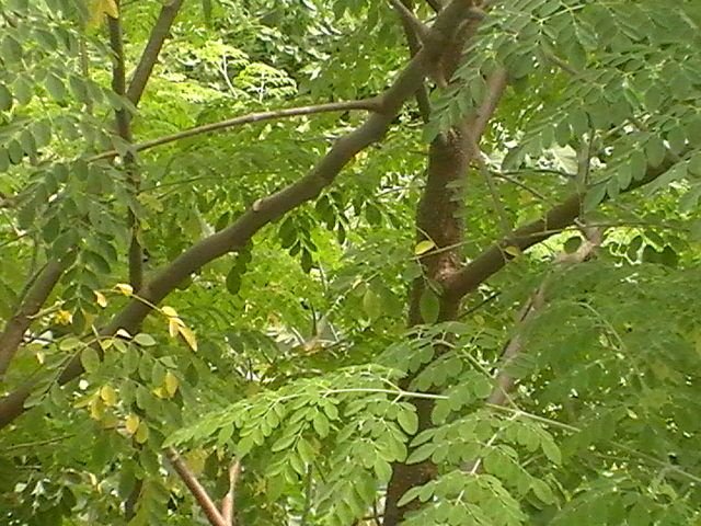 H1190020.JPG