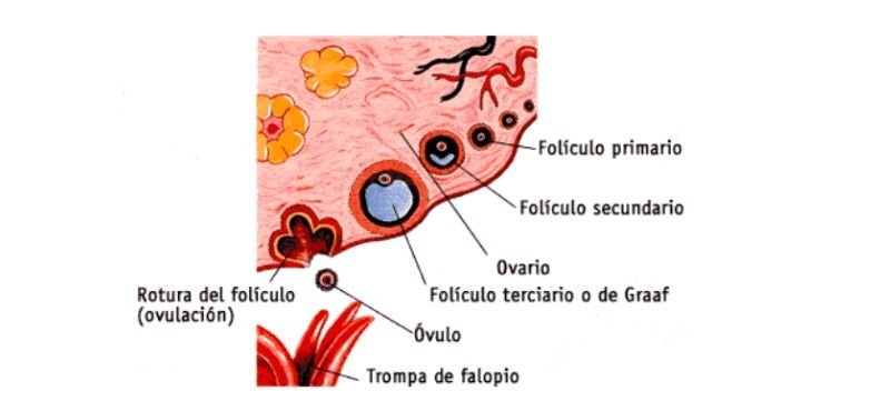 folículo terciário