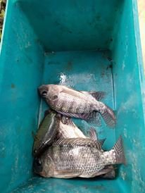 fish.jpg