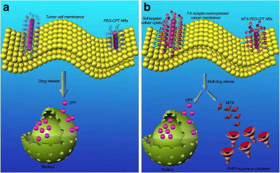 Fig-2-a-Illustration-of-drug-delivery-of-the-PEG-CPT-NRs.gif