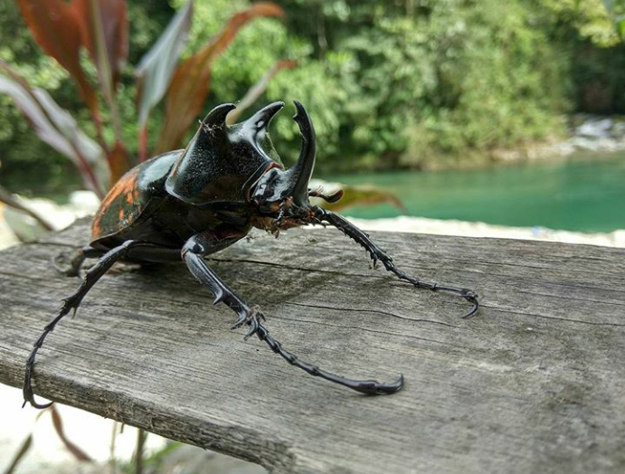 Kumbang badak