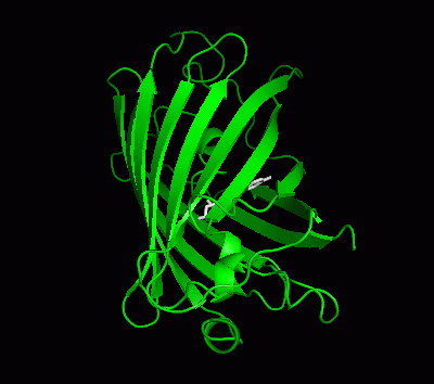 GFP.gif