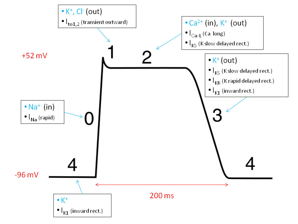 cardiac action potential.gif