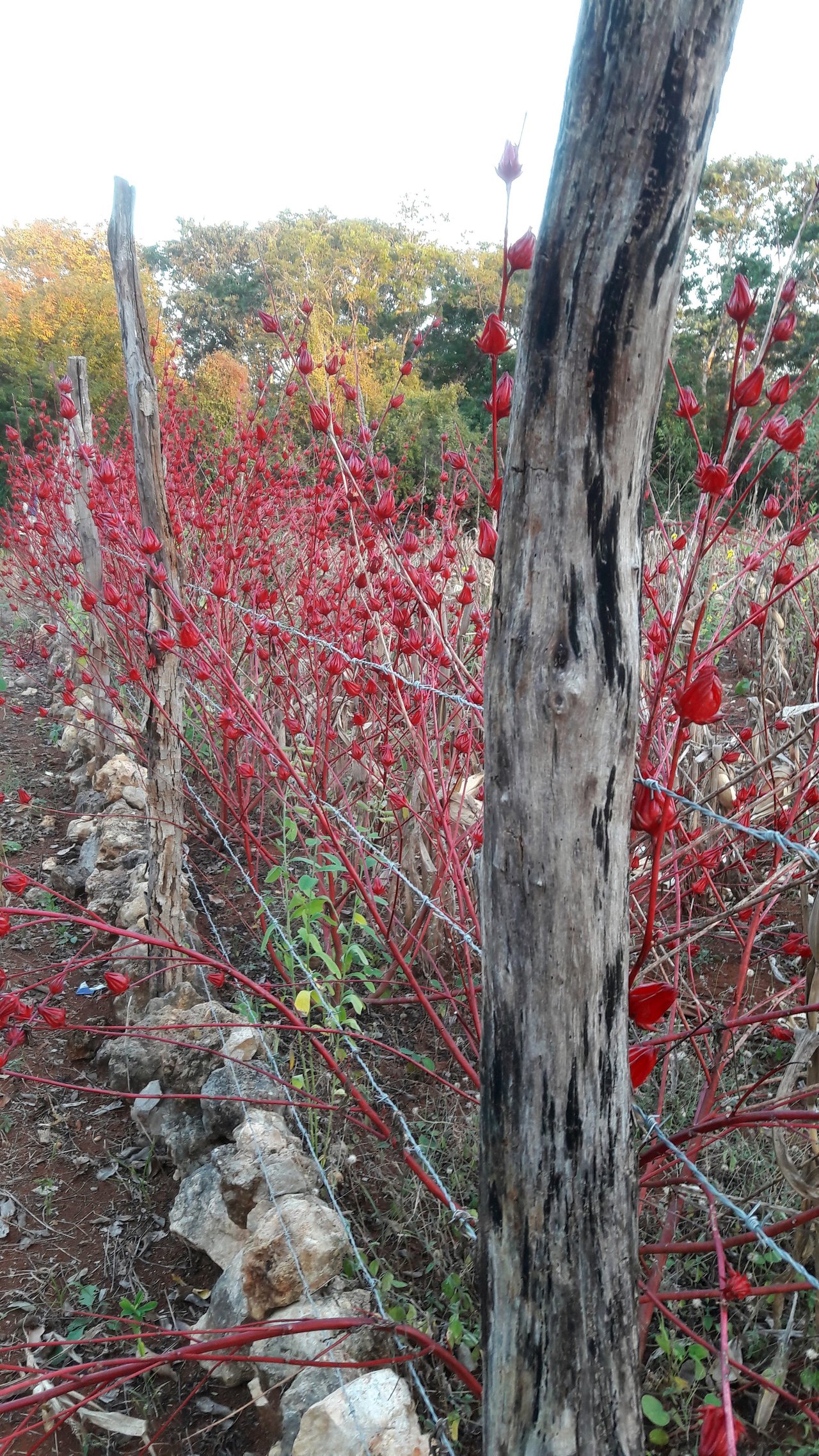 La flor de Jamaica, un rojo intenso en nuestras vidas | PeakD