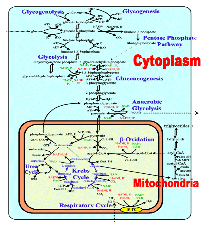 calories metabolic pathway glucose.gif