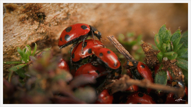 2018-03-11 ladybug_4 - by Hector Corcin.gif