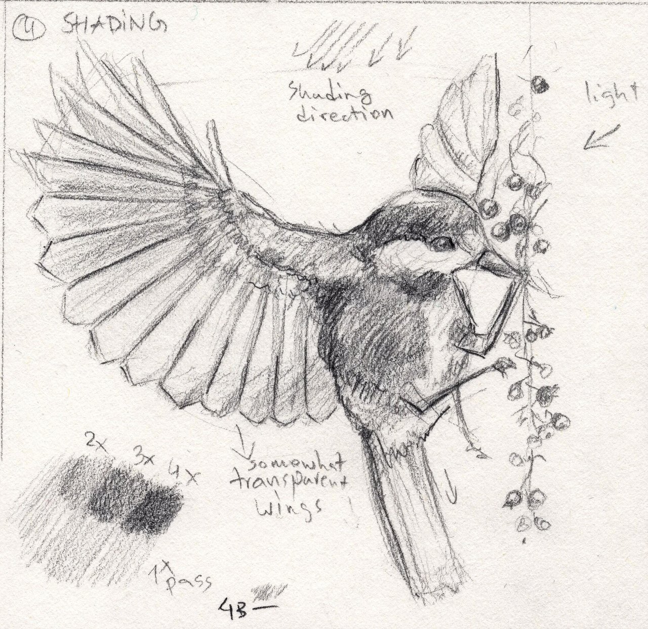 46 Easy Bird Drawing Tutorials