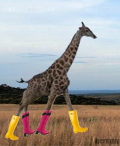 giraffe-h.gif