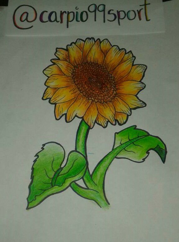 dibujos a lápiz de girasoles