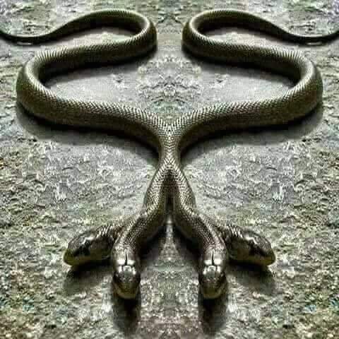 snake in the 4 head. | PeakD