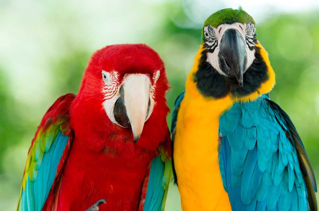 LAS AVES MÁS BELLAS DEL MUNDO ¡LAS GUACAMAYAS! | PeakD LAS AVES MÁS BELLAS DEL MUNDO ¡LAS GUACAMAYAS! | PeakD
