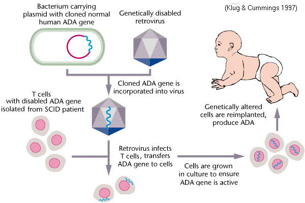 Fg16_12_SCID_gene_therapy3.gif