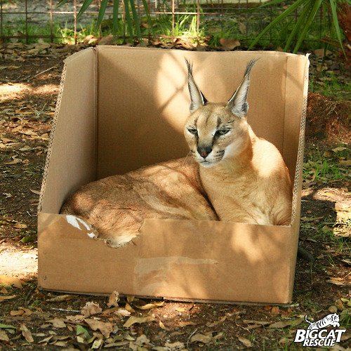 caracals 1.jpg