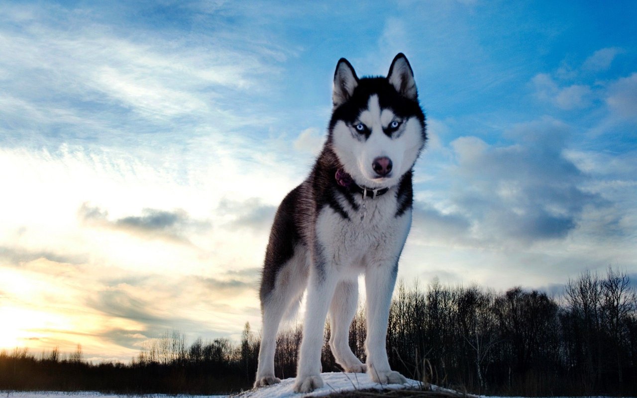 son los huskies los perros mas inteligentes