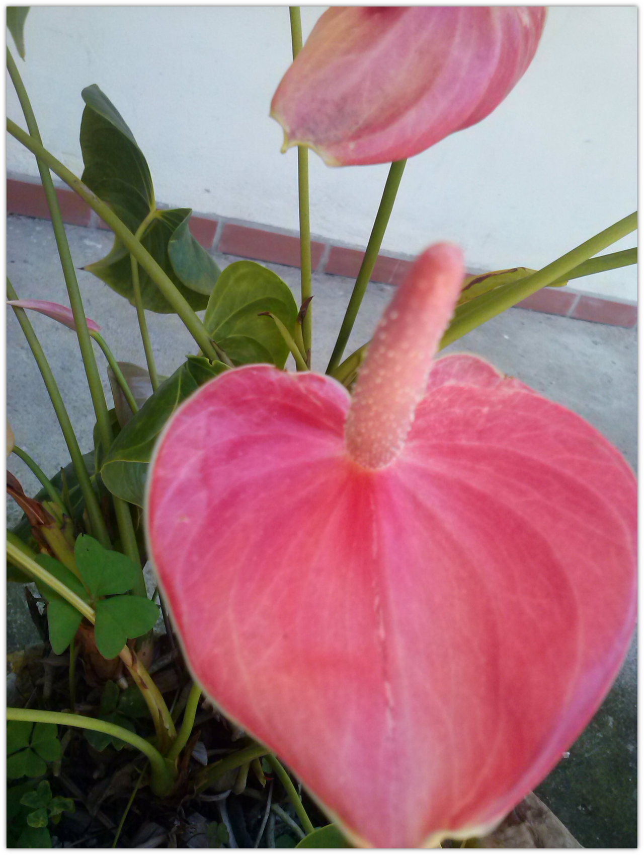 アンスリウム 熱帯雨林の花 Peakd