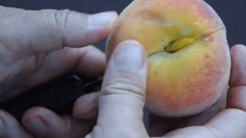 x curlfree peaches 10.gif
