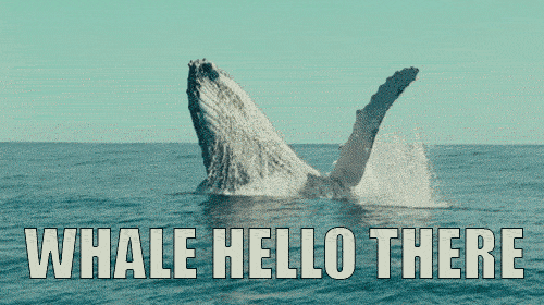 whale ho gif.gif