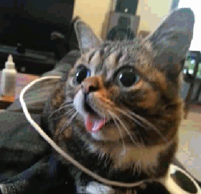 laughing cat gif