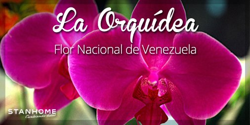 FLOR LA ORQUIDEA... SIGNIFICADO EN VENEZUELA... | PeakD