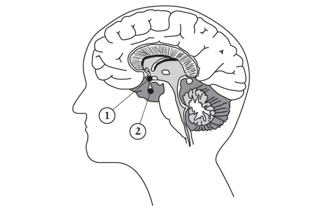 Brain Part.JPG