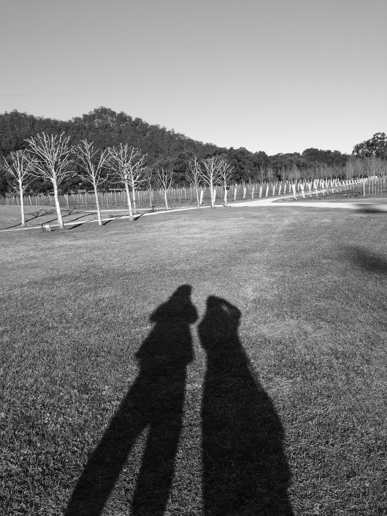 Bwphotocontest - Theme: Shadow #1 - Hunter Valley, Australia