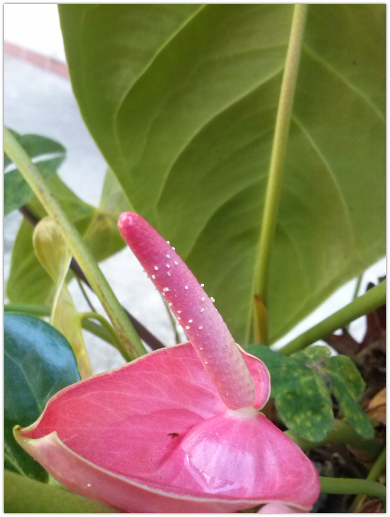 アンスリウム 熱帯雨林の花 Peakd