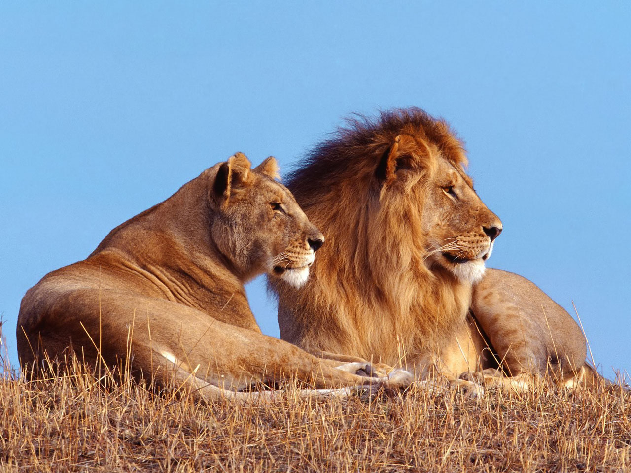 Por qué los leones tienen melena? | PeakD