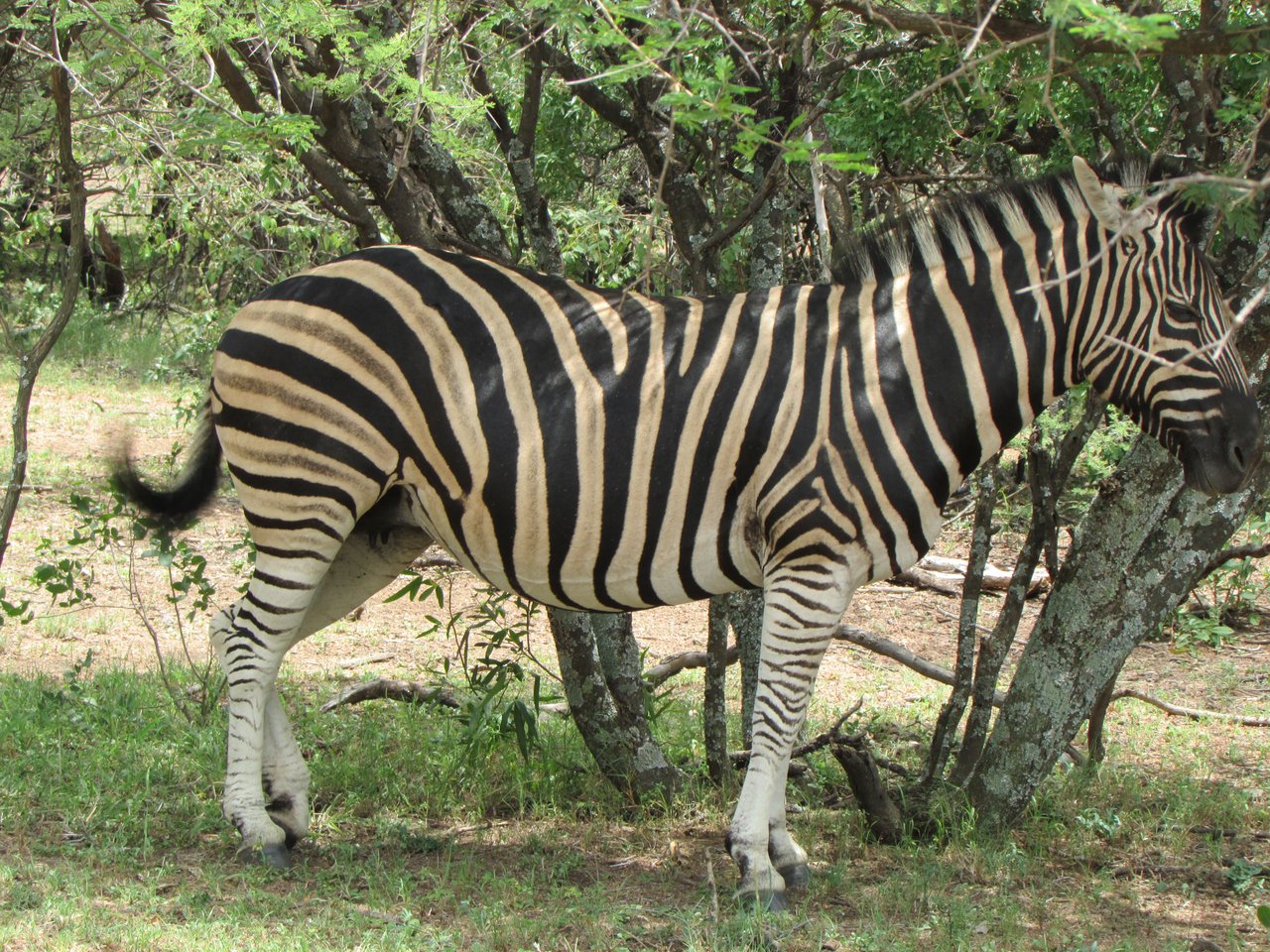 DIKHOLOLO GAME RESERVE #SOUTH AFRICA #NATURE-PORN | PeakD