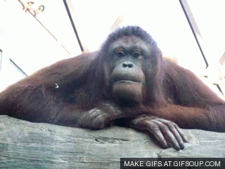 you-look-like-a-stupid-monkey-o.gif