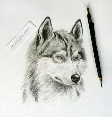 Nuevo reto (dibujando un lobo) ? | PeakD