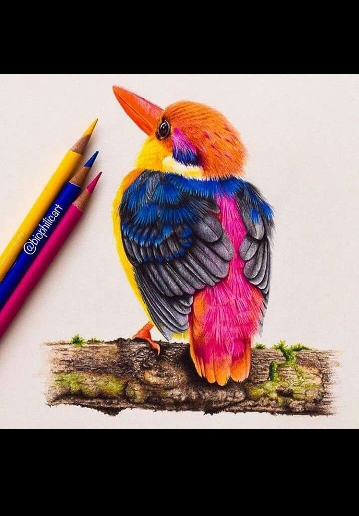 PENCIL DRAWING OF ANIMAL NATURE BEAUTY | PeakD