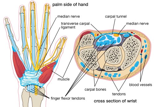 carpal-tunnel-syndrome11.gif