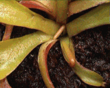 Dionaea_muscipula_growth_time-lapse (1).gif