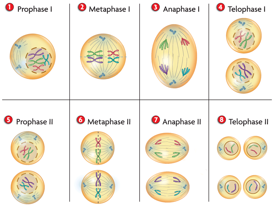 Meiosis-in-Detail.gif