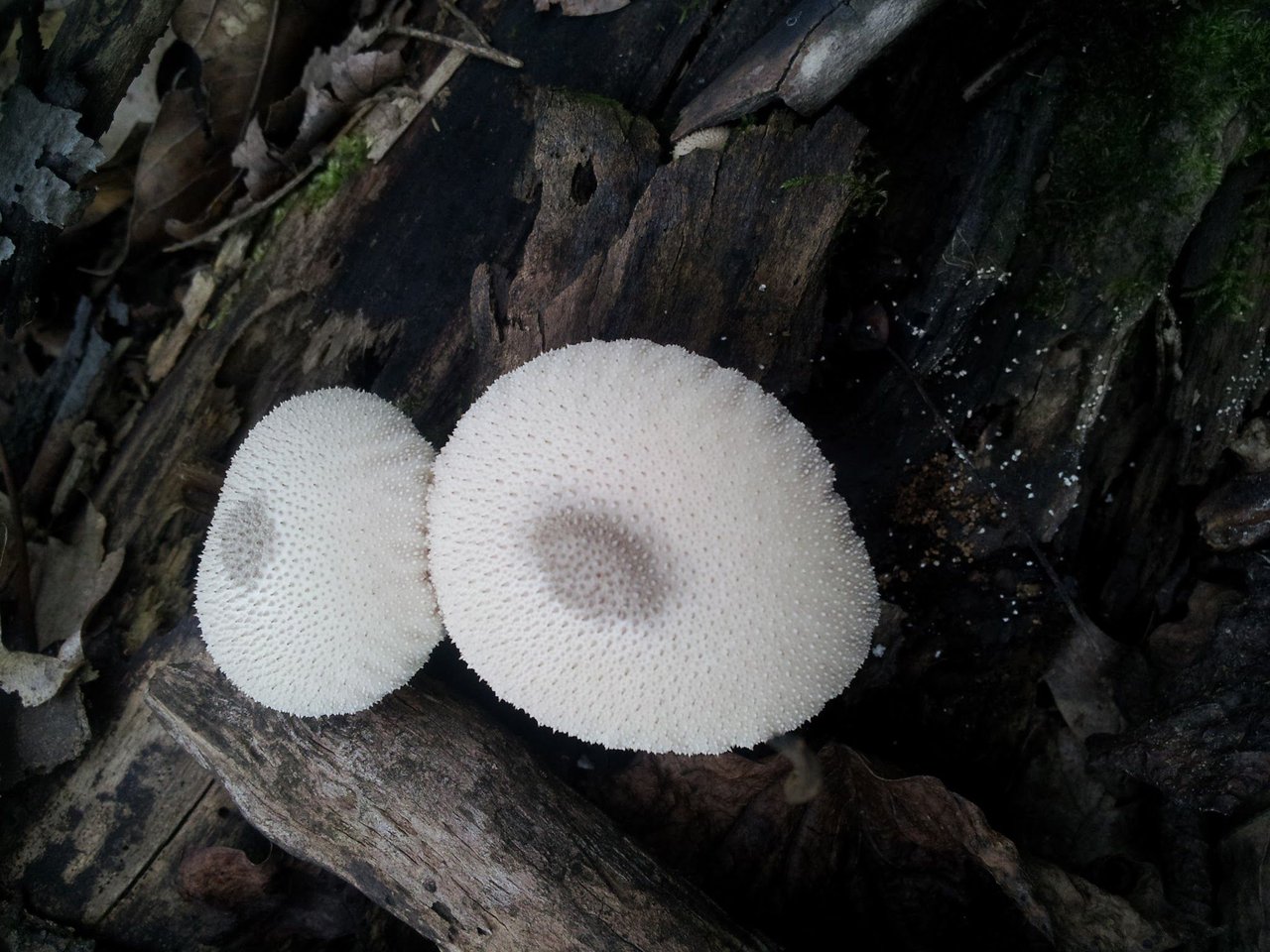 Lycoperdon perlactum or Common Puff Balls, This very common…