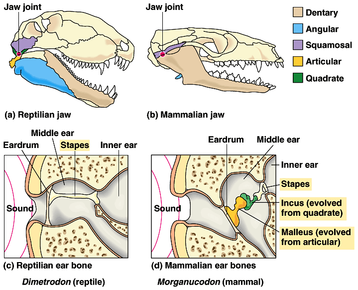 mammaljawbones.gif