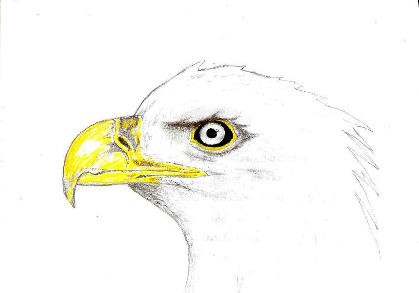APRENDE A DIBUJAR : Aves - Aguila | PeakD