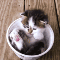 200w_s (1).gif