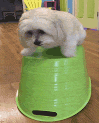 U5dtZZ9Hyq4L5VFN1HNS8cHxUThuMyp.gif