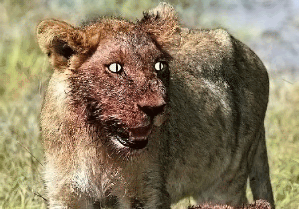 lion-cubs-bloody-1.gif